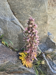 Saxifraga florulenta (Saxifraga florulenta)
