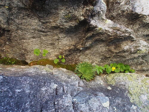 Saxifraga florulenta (Saxifraga florulenta)