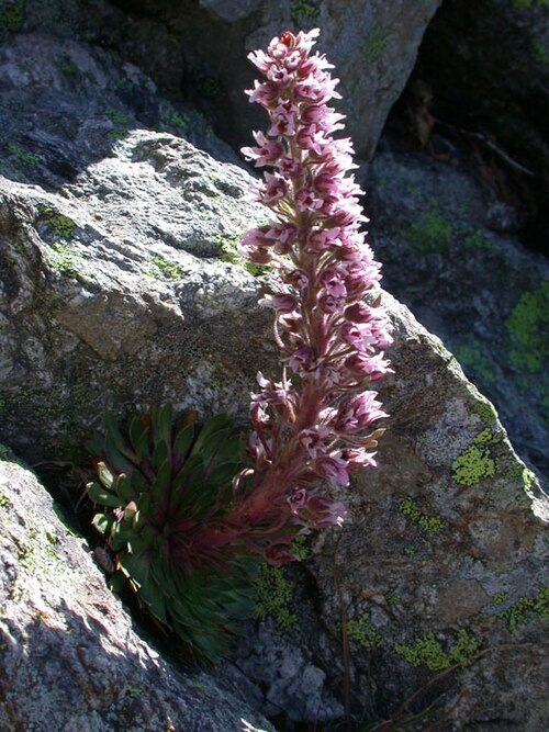Saxifraga florulenta: Saxifraga florulenta