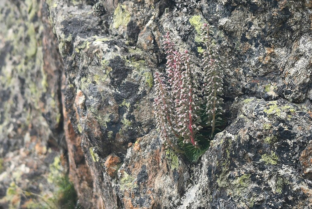 Saxifraga florulenta (Saxifraga florulenta)