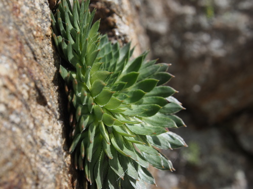 Saxifraga florulenta (Saxifraga florulenta)