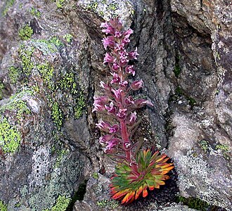 Saxifraga florulenta: Saxifrage florulenta