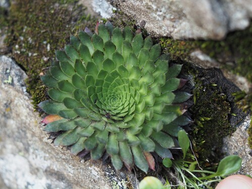 Saxifraga florulenta (Saxifraga florulenta)