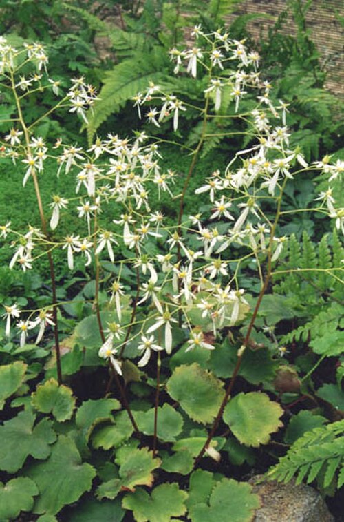 Saxifraga fortunei: Saxifraga cortusifolia var. fortunei