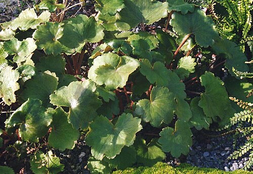 Saxifraga fortunei: Saxifraga cortusifolia var. fortunei