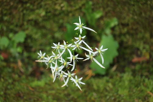 Saxifraga fortunei (Saxifraga fortunei)