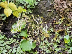 Saxifraga fortunei (Saxifraga fortunei)