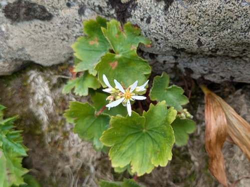 Saxifraga fortunei (Saxifraga fortunei)