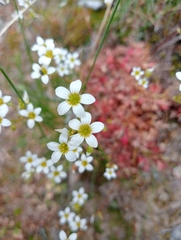 Saxifraga fragosoi (Saxifraga fragosoi)