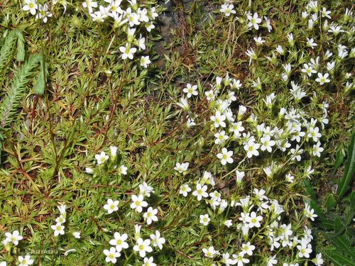 Saxifraga fragosoi (Saxifraga fragosoi)