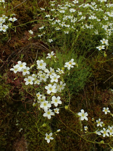 Saxifraga fragosoi (Saxifraga fragosoi)