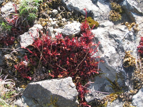 Saxifraga fragosoi (Saxifraga fragosoi)