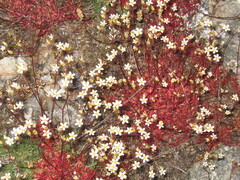 Saxifraga fragosoi (Saxifraga fragosoi)
