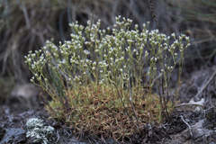 Saxifraga fragosoi (Saxifraga fragosoi)