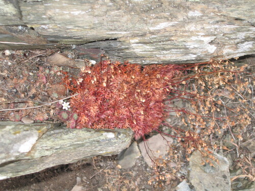 Saxifraga fragosoi (Saxifraga fragosoi)