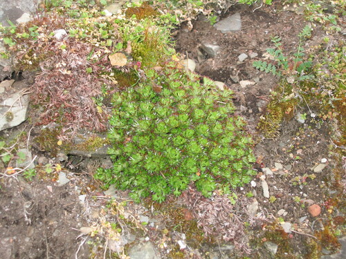Saxifraga fragosoi (Saxifraga fragosoi)