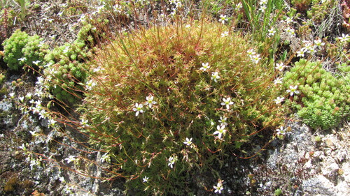 Saxifraga fragosoi (Saxifraga fragosoi)