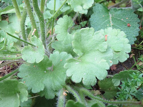 Meadow saxifrage: Knöllchen-Steinbrech ( Saxifraga granulata ) in Hockenheim