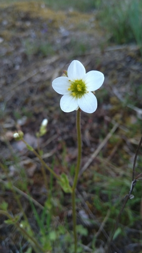 Meadow saxifrage (Saxifraga granulata)