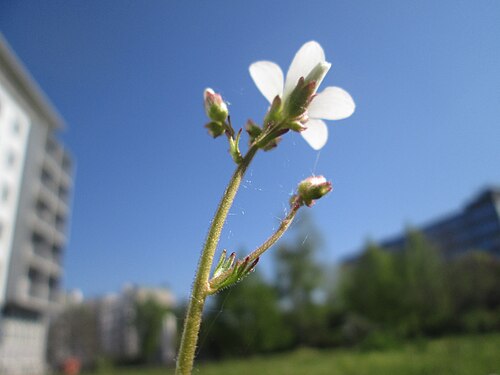 Meadow saxifrage: Knöllchen-Steinbrech ( Saxifraga granulata ) am Ev. Krankenhaus in Saarbrücken