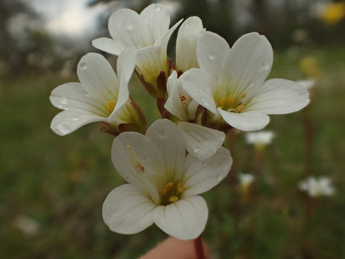 Meadow saxifrage (Saxifraga granulata)