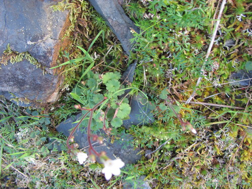 Meadow saxifrage (Saxifraga granulata)