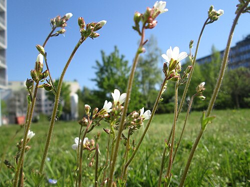 Meadow saxifrage: Knöllchen-Steinbrech ( Saxifraga granulata ) am Ev. Krankenhaus in Saarbrücken