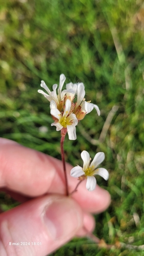 Meadow saxifrage (Saxifraga granulata)