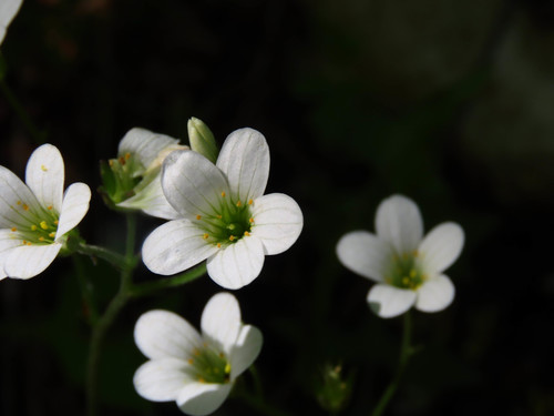 Meadow saxifrage (Saxifraga granulata)
