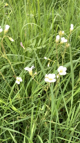 Meadow saxifrage (Saxifraga granulata)