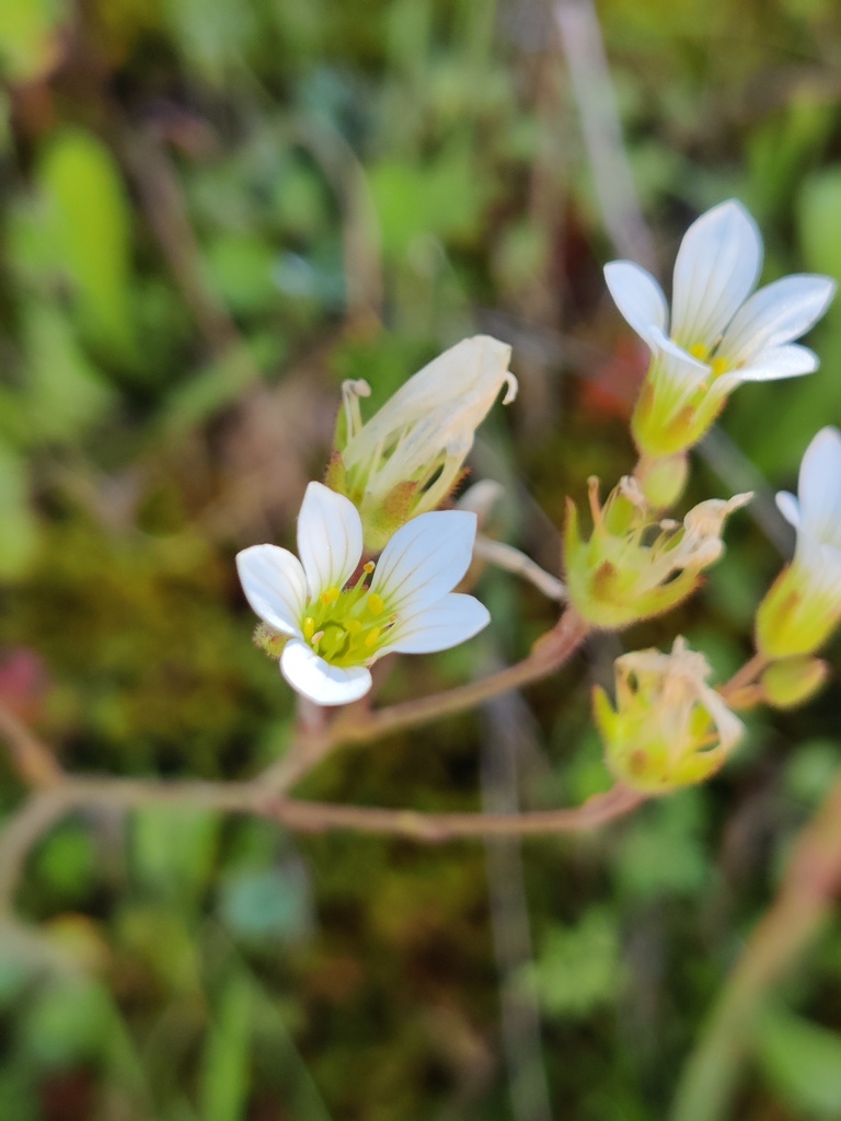Meadow saxifrage (Saxifraga granulata)