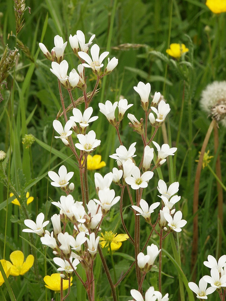 Meadow saxifrage: Saxifraga granulata , Hohenloher Land, Germany
