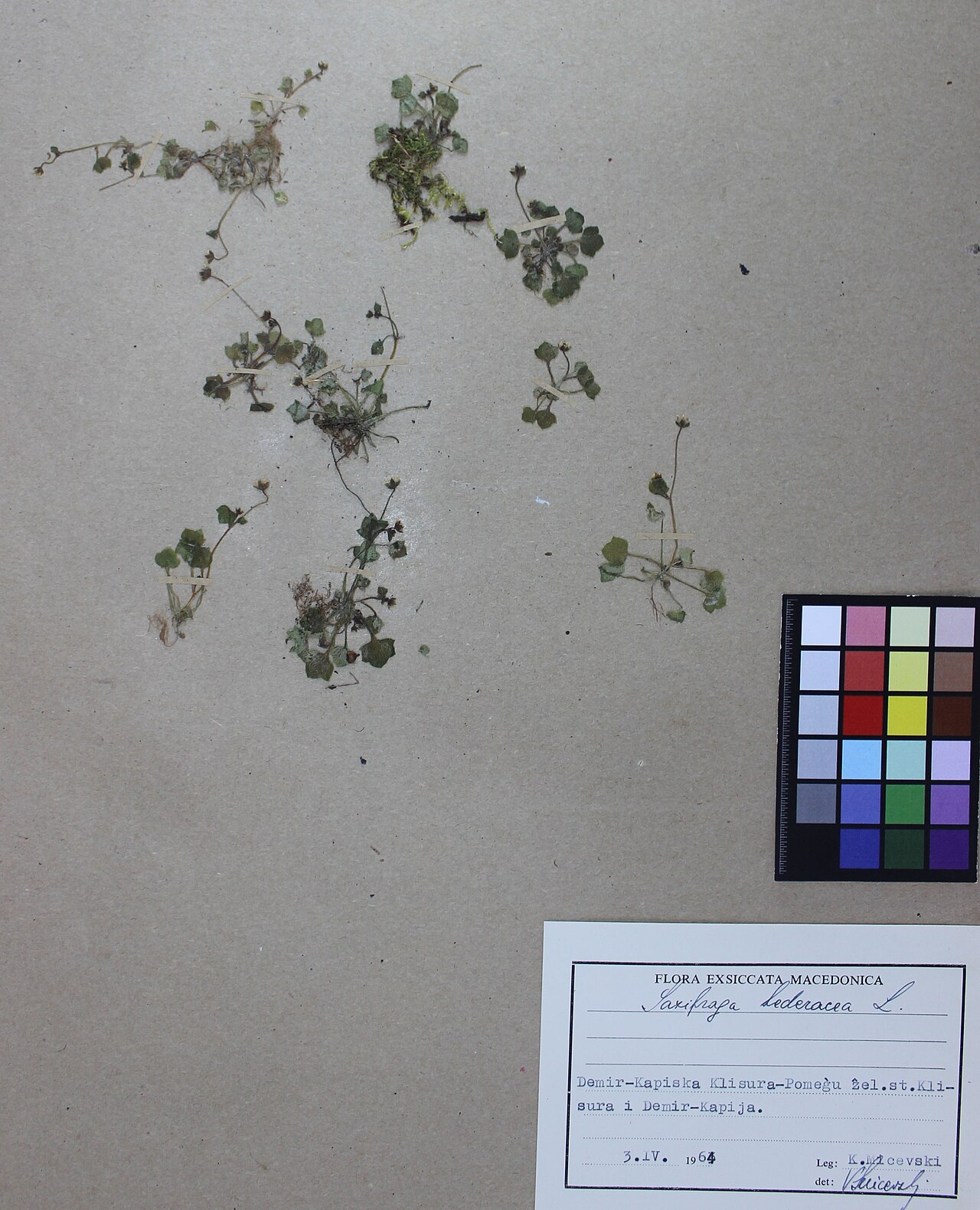 Saxifraga hederacea: Saxifraga hederacea L.