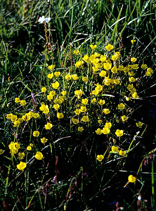 Yellow marsh saxifrage: yellow marsh saxifrage, Saxifraga hirculus