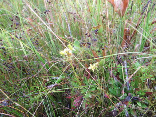 Yellow marsh saxifrage (Saxifraga hirculus)