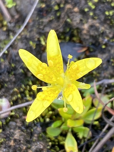 Yellow marsh saxifrage (Saxifraga hirculus)