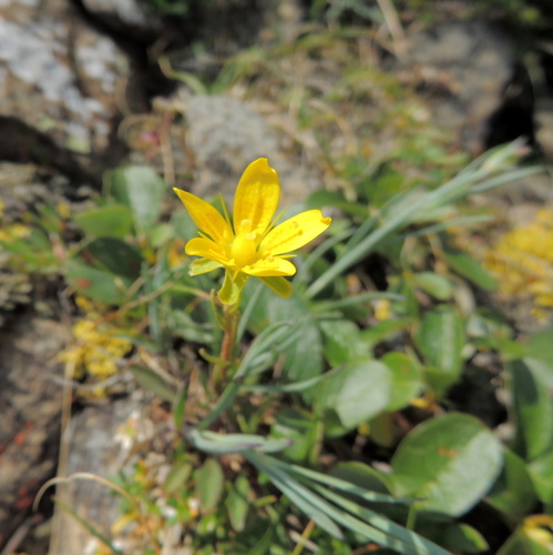 Yellow marsh saxifrage (Saxifraga hirculus)