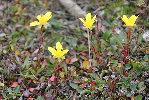 Yellow marsh saxifrage: Saxifrage ( Saxifraga hirculus subsp. compacta ) flowers observed at island of Spitsbergen, Svalbard (Norway). August,, 2012.