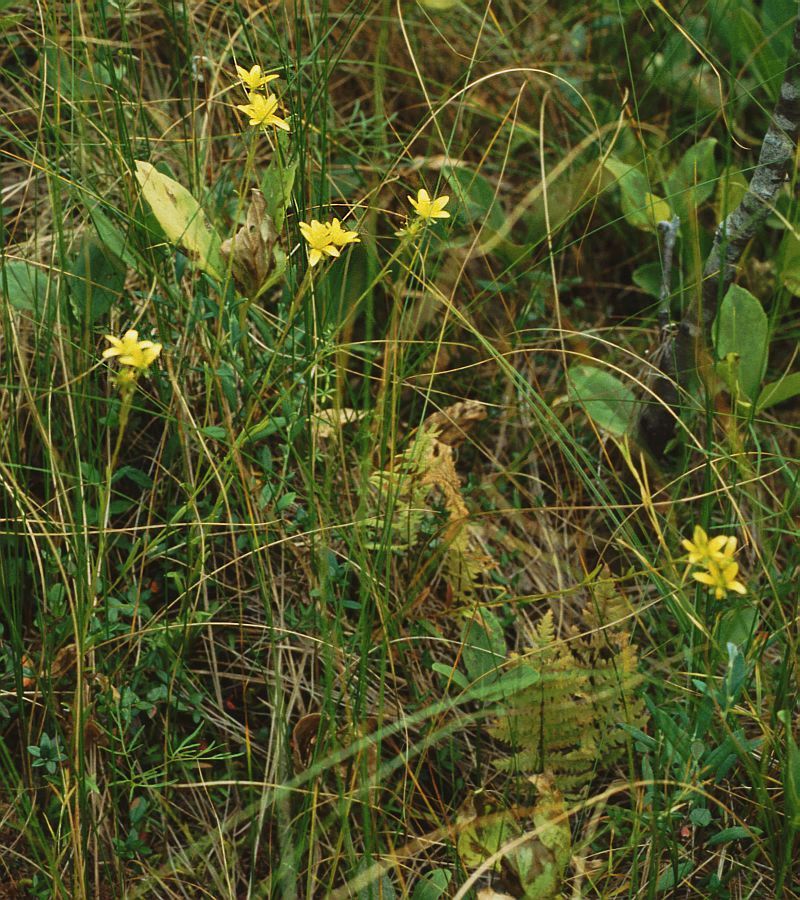 Yellow marsh saxifrage: Moor-Steinbrech ( Saxifraga hirculus ), Steinbrechgewächse (Saxifragaceae) – Lettland/Latvija/Latvia: Vidzeme, Vesetnieke NE Pļaviņas