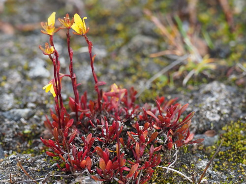 Yellow marsh saxifrage (Saxifraga hirculus)