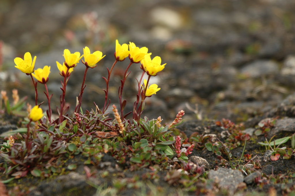 Yellow marsh saxifrage (Saxifraga hirculus)