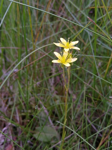 Yellow marsh saxifrage (Saxifraga hirculus)