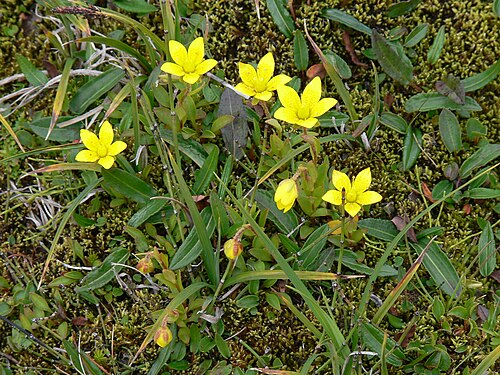 Yellow marsh saxifrage: Saxifraga hirculus subsp. compacta , 1=Skaftafell National Park ( Iceland ). Yellow flowers.