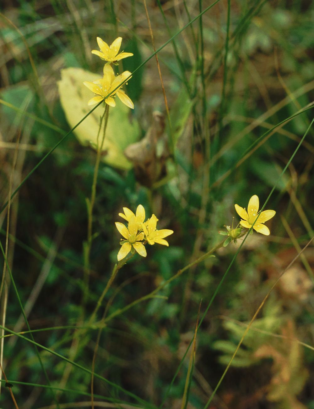 Yellow marsh saxifrage: Moor-Steinbrech ( Saxifraga hirculus subsp. hirculus ), Steinbrechgewächse (Saxifragaceae) – Lettland/Latvija/Latvia: Vidzeme, Vesetnieke NE Pļaviņas