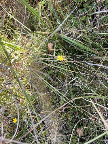 Yellow marsh saxifrage (Saxifraga hirculus)