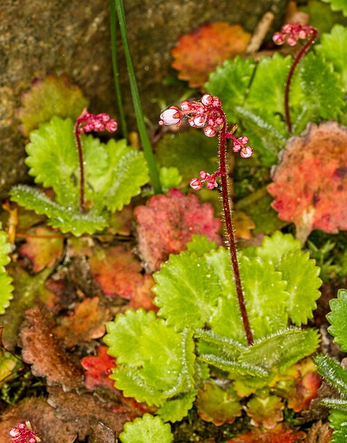 Saxifraga hirsuta: Arktisch-alpiner Garten Chemnitz : Rauhaar-Steinbrech
