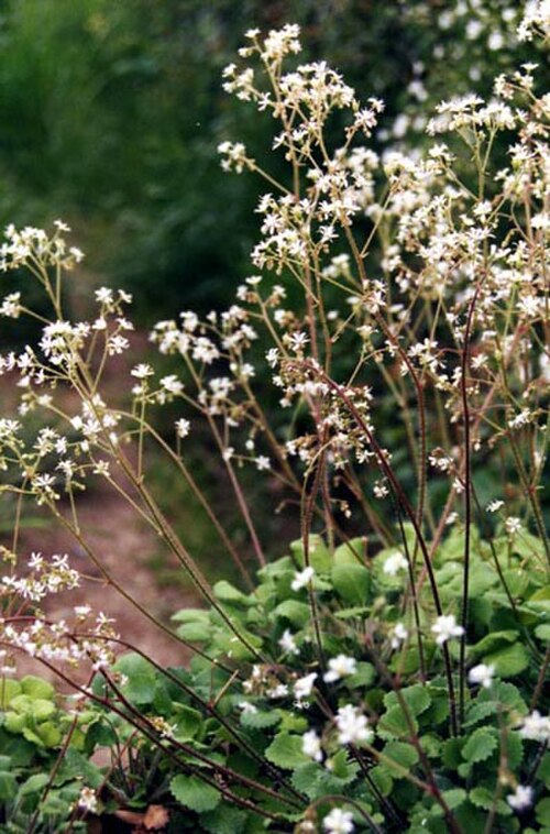 Saxifraga hirsuta: Saxifraga hirsuta