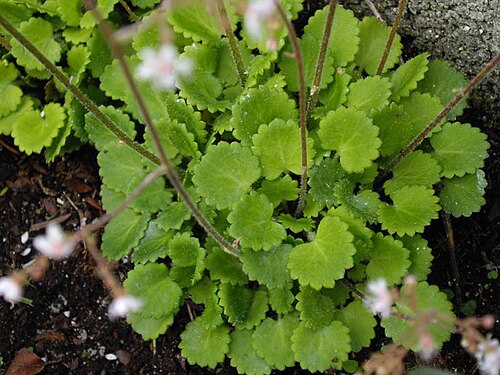 Saxifraga hirsuta: Saxifraga hirsuta