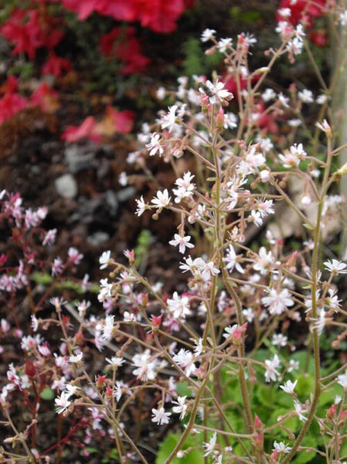 Saxifraga hirsuta: Saxifraga hirsuta