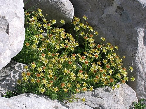 Saxifraga hohenwartii: Hohenwartov kamnokreč na Stolu.